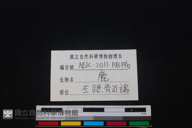 梅花鹿骨藏品圖，第3張