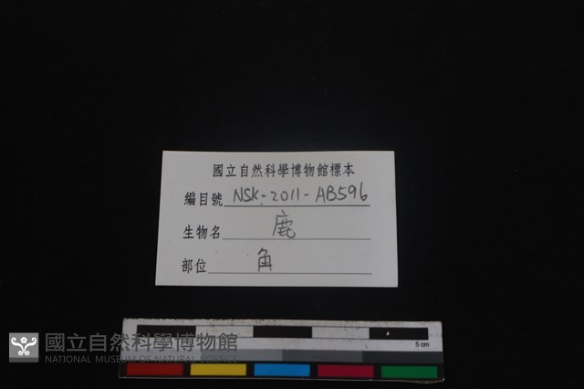梅花鹿骨藏品圖，第3張
