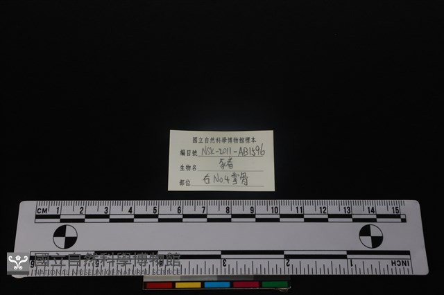 豬骨藏品圖，第3張