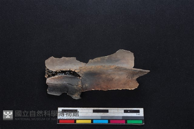 梅花鹿骨藏品圖，第3張