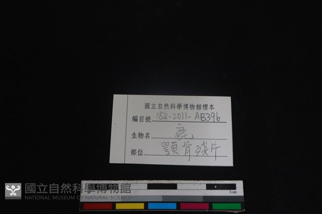 偶蹄目骨藏品圖，第3張
