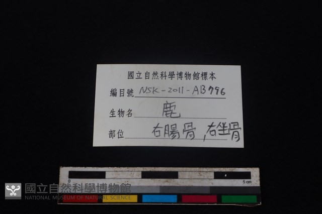 梅花鹿骨藏品圖，第3張