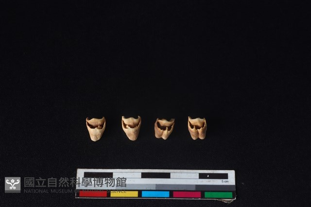 鹿科骨藏品圖，第3張