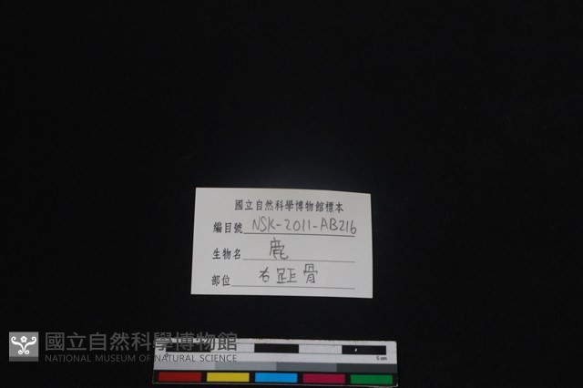 梅花鹿骨藏品圖，第3張