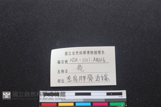 梅花鹿骨藏品圖，第3張