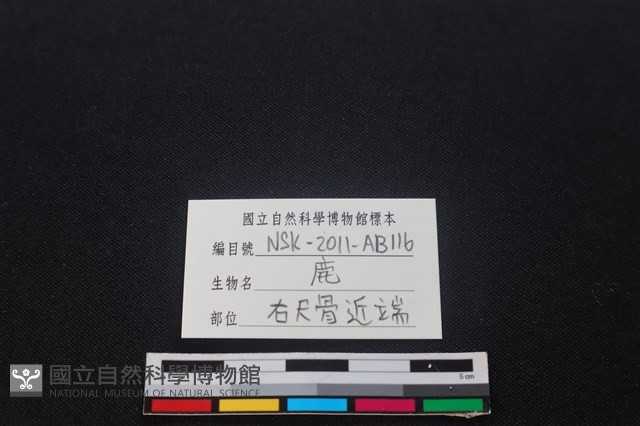 梅花鹿骨藏品圖，第3張