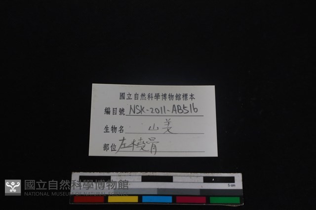 山羌骨藏品圖，第3張