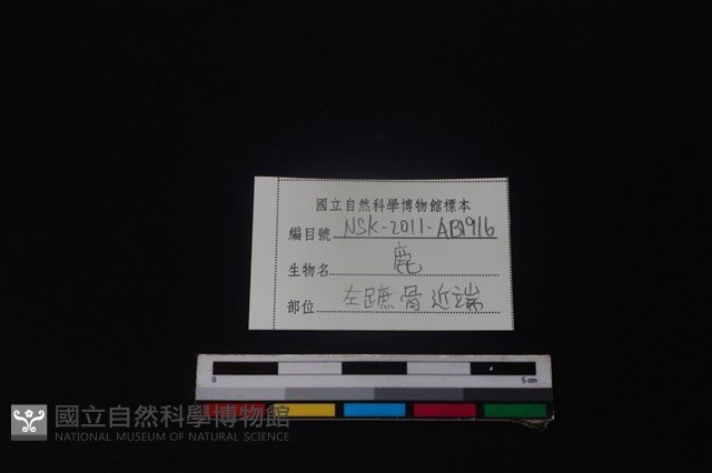 梅花鹿骨藏品圖，第3張