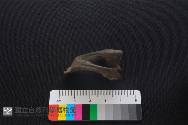 獐骨藏品圖，第3張