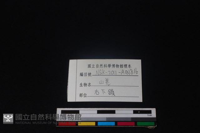 山羌骨藏品圖，第3張