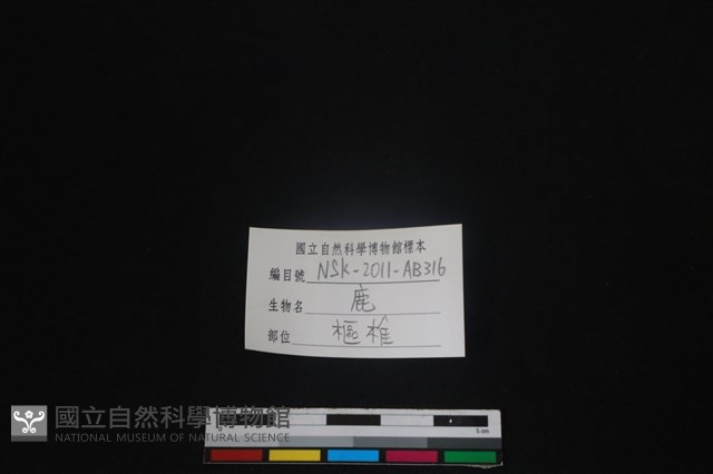 梅花鹿骨藏品圖，第3張