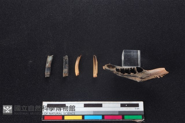 野兔骨藏品圖，第3張
