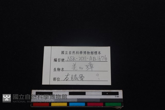 鹿科骨藏品圖，第3張