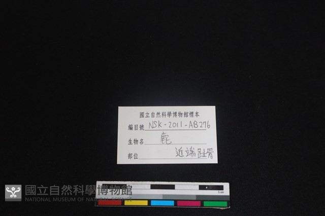 梅花鹿骨藏品圖，第3張