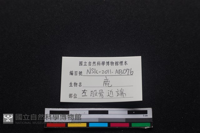 梅花鹿骨藏品圖，第3張
