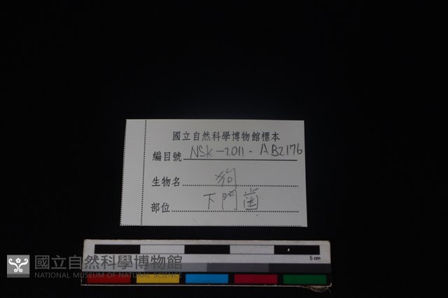 狗骨藏品圖，第3張