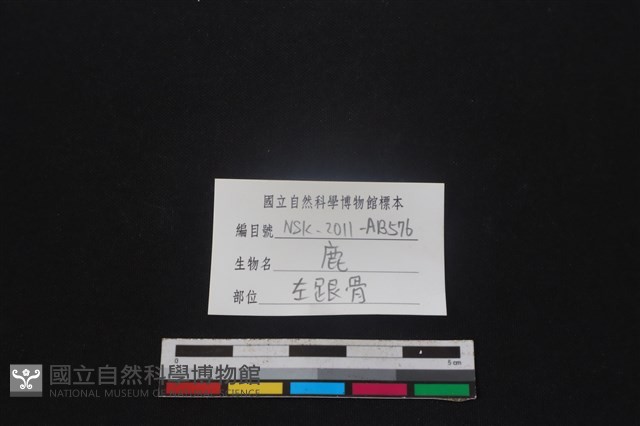 梅花鹿骨藏品圖，第3張