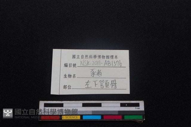 豬骨藏品圖，第3張