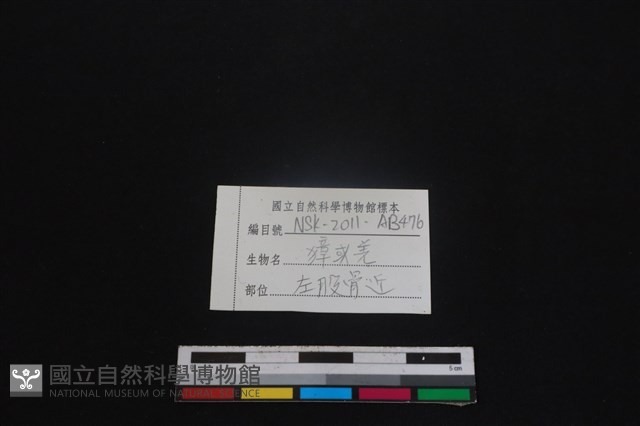 鹿科骨藏品圖，第3張