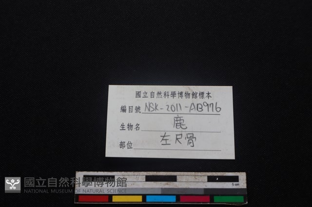 梅花鹿骨藏品圖，第3張