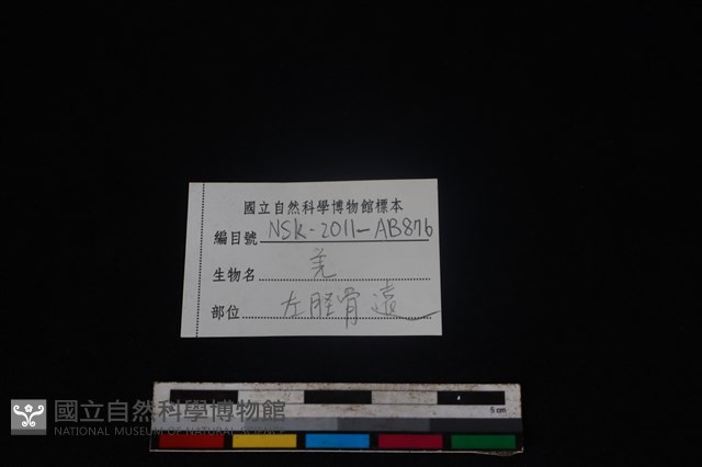 山羌骨藏品圖，第3張