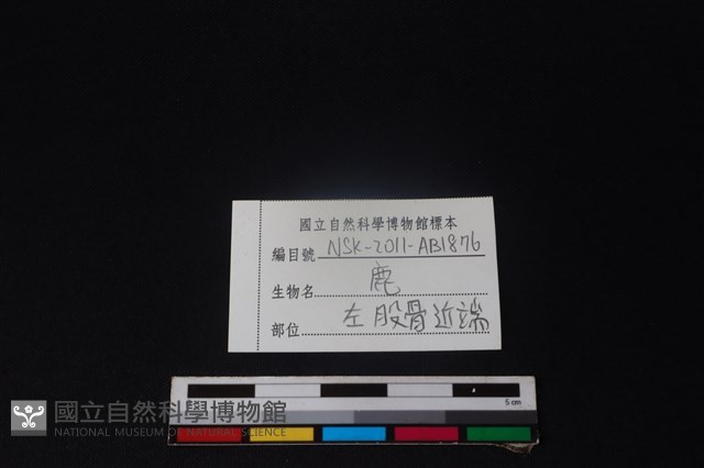 梅花鹿骨藏品圖，第3張
