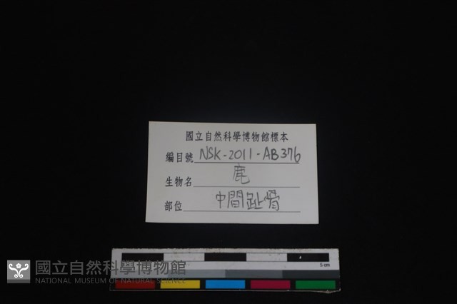 梅花鹿骨藏品圖，第3張
