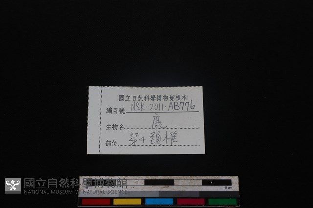 梅花鹿骨藏品圖，第3張