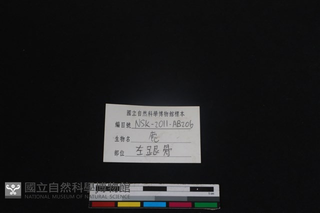 梅花鹿骨藏品圖，第3張