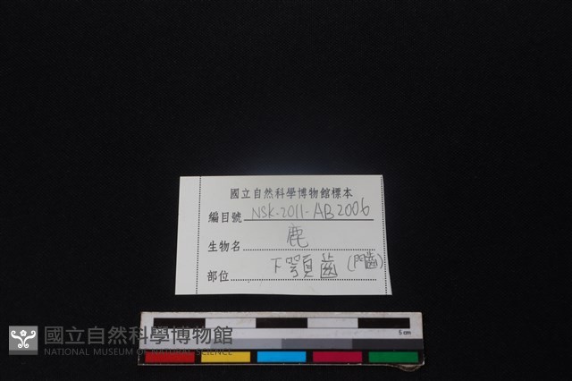 梅花鹿骨藏品圖，第3張