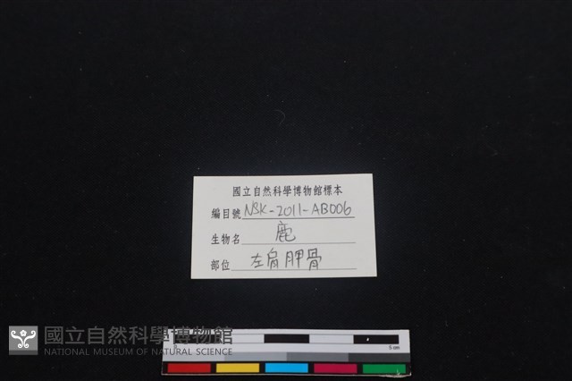 梅花鹿骨藏品圖，第3張