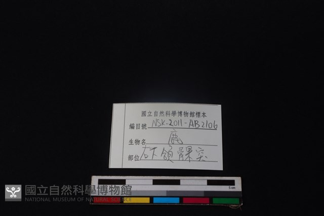 鹿骨藏品圖，第3張