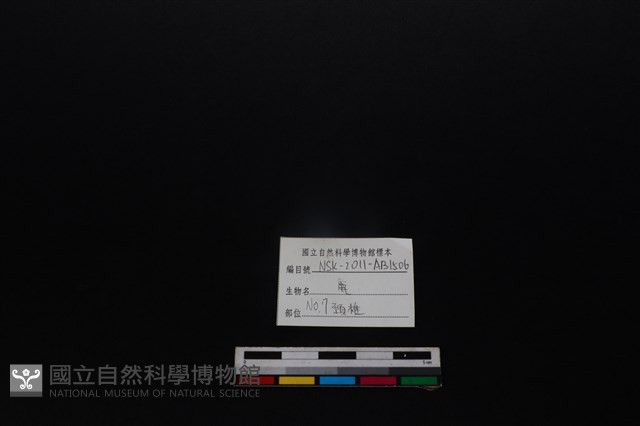 梅花鹿骨藏品圖，第3張