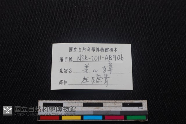 鹿科骨藏品圖，第3張