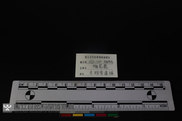 梅花鹿骨藏品圖，第3張