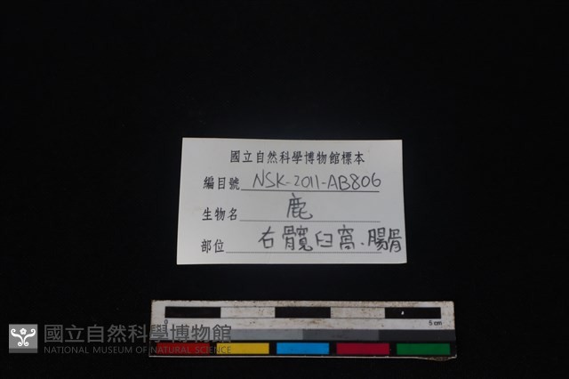 梅花鹿骨藏品圖，第3張