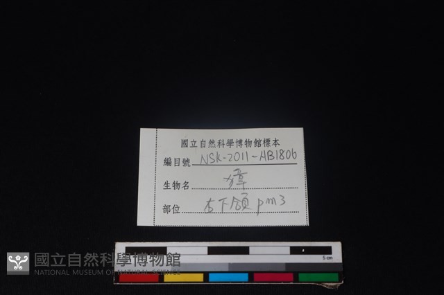 獐骨藏品圖，第3張