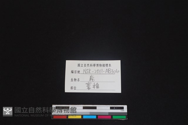 梅花鹿骨藏品圖，第3張
