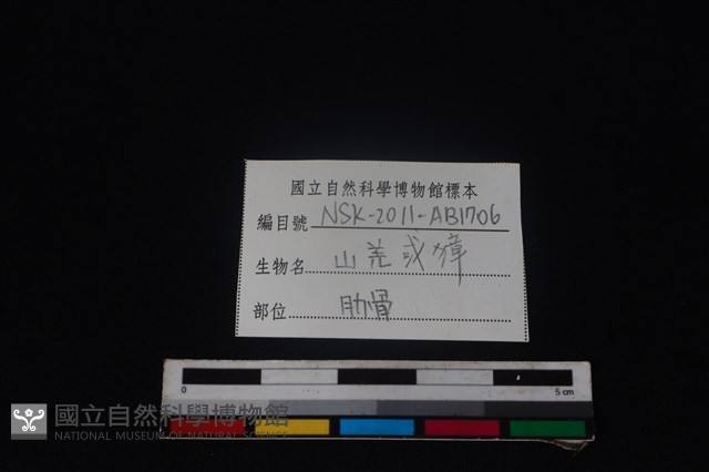 鹿科骨藏品圖，第3張
