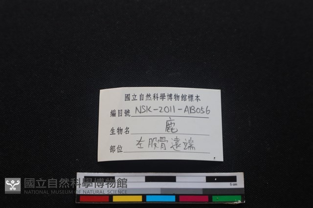 梅花鹿骨藏品圖，第3張