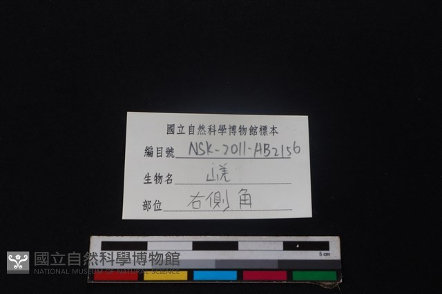山羌骨藏品圖，第3張