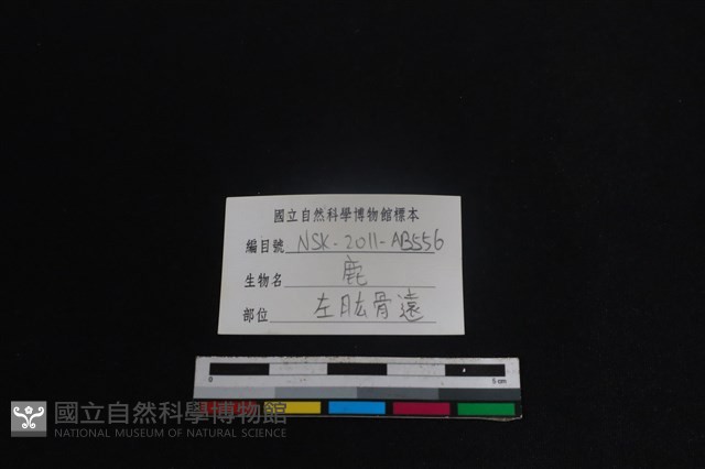 梅花鹿骨藏品圖，第3張