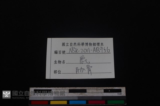 梅花鹿骨藏品圖，第3張