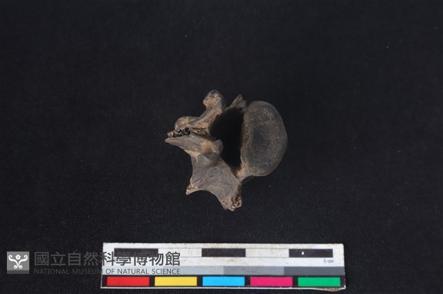 獐骨藏品圖，第3張