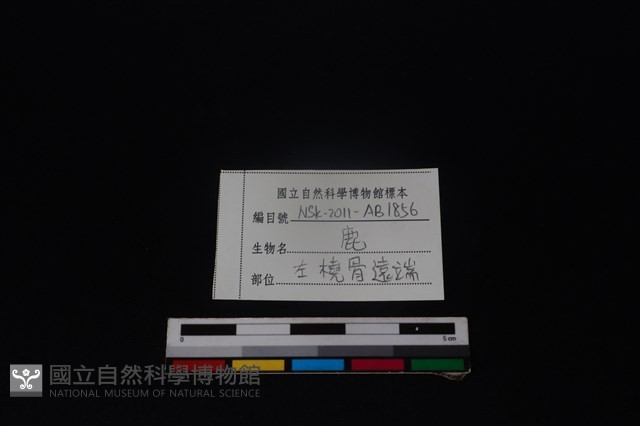 梅花鹿骨藏品圖，第3張