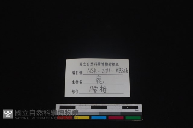 梅花鹿骨藏品圖，第3張