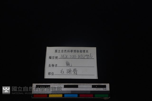 梅花鹿骨藏品圖，第3張