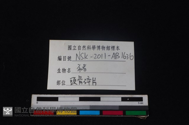 豬骨藏品圖，第3張