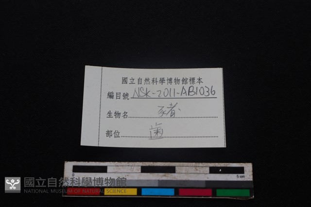 豬骨藏品圖，第3張