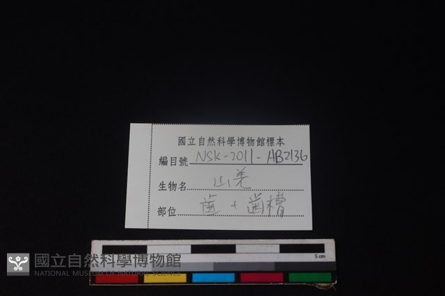 山羌骨藏品圖，第3張